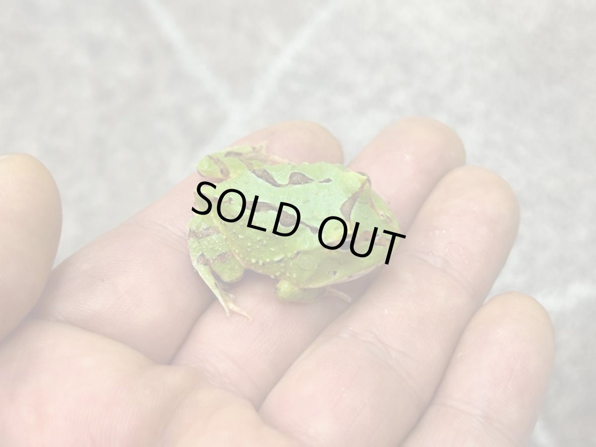 画像3: ファンタジーツノガエル CBベビー (3)