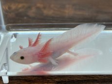 画像2: ウーパールーパー（リューシスティック）約6〜8cm (2)