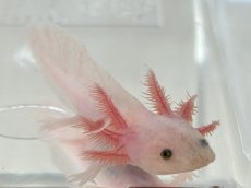画像1: ウーパールーパー（リューシスティック）約6〜8cm (1)