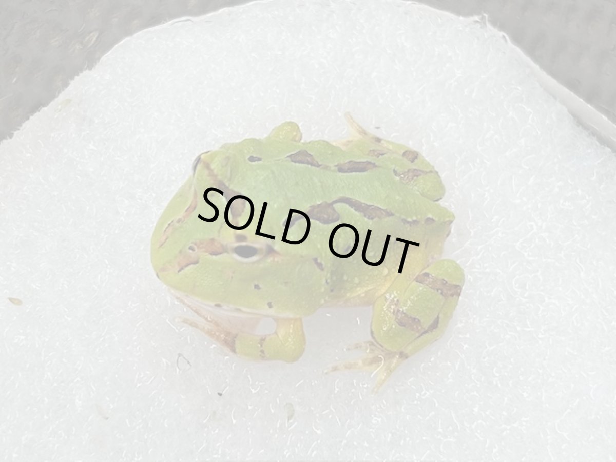 画像1: ファンタジーツノガエル CBベビー (1)