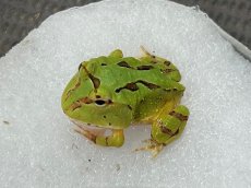 画像1: ファンタジーツノガエル CBベビー (1)