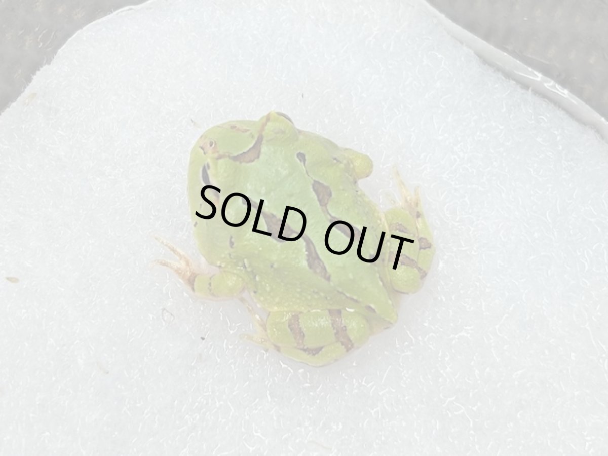 画像2: ファンタジーツノガエル CBベビー (2)