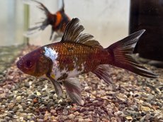 画像3: 墨朱文金   (長尾養魚場産)　約11〜14cm (3)