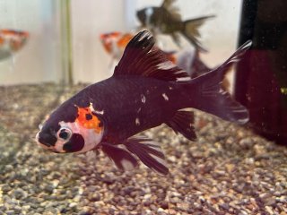 金魚　様 アクアヒーリング プレアデス】 金魚 東川養魚場産 朱文金 墨 五色系