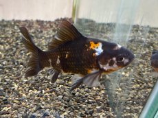 画像2: 墨朱文金   (長尾養魚場産)　約11〜14cm (2)