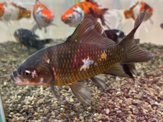 画像4: 墨朱文金   (長尾養魚場産)　約11〜14cm (4)