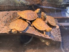 画像2: ニホンイシガメ ベビー　国内CB (2)