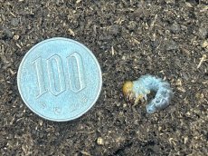 画像2: アマミノコギリクワガタ 幼虫 奄美大島笠利町産 (累代WF1 2025/10月割出し) (2)