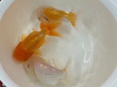 画像2: 3才らんちゅう（丸義養魚場産）±11cm (2)