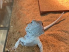 画像4: フトアゴヒゲトカゲ　ヤング【ハイポゼロ】国内CB (4)