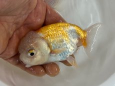 画像6: 3才らんちゅう（丸義養魚場産）±11cm (6)
