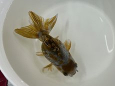 画像1: 3歳 変わり江戸錦(加藤)±8cm (1)