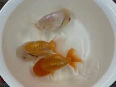 画像1: 3才らんちゅう（丸義養魚場産）±11cm (1)
