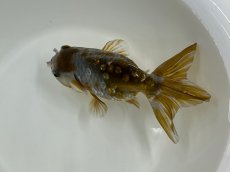 画像2: 3歳 変わり江戸錦(加藤)±8cm (2)