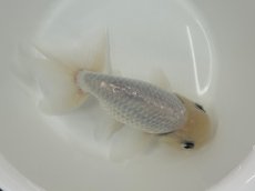 画像2: 3才 白らんちゅう (深見)±14cm (2)