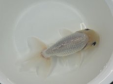 画像1: 3才 白らんちゅう (深見)±14cm (1)