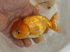 画像4: 3才らんちゅう（丸義養魚場産）±11cm (4)