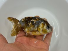 画像4: 3歳 変わり江戸錦(加藤)±8cm (4)