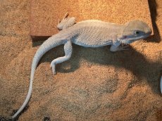 画像2: フトアゴヒゲトカゲ　ヤング【ハイポゼロ】国内CB (2)