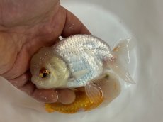 画像5: 3才らんちゅう（丸義養魚場産）±11cm (5)