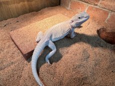 画像1: フトアゴヒゲトカゲ　ヤング【ハイポゼロ】国内CB (1)