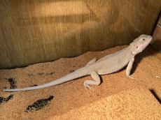 画像3: フトアゴヒゲトカゲ　ヤング【ハイポゼロ】国内CB (3)