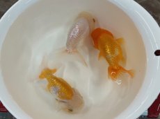 画像3: 3才らんちゅう（丸義養魚場産）±11cm (3)