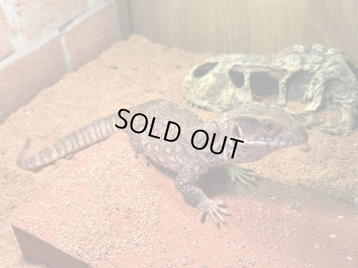 画像1: サバンナモニター  トーゴWC (1)