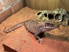 画像1: サバンナモニター  トーゴWC (1)