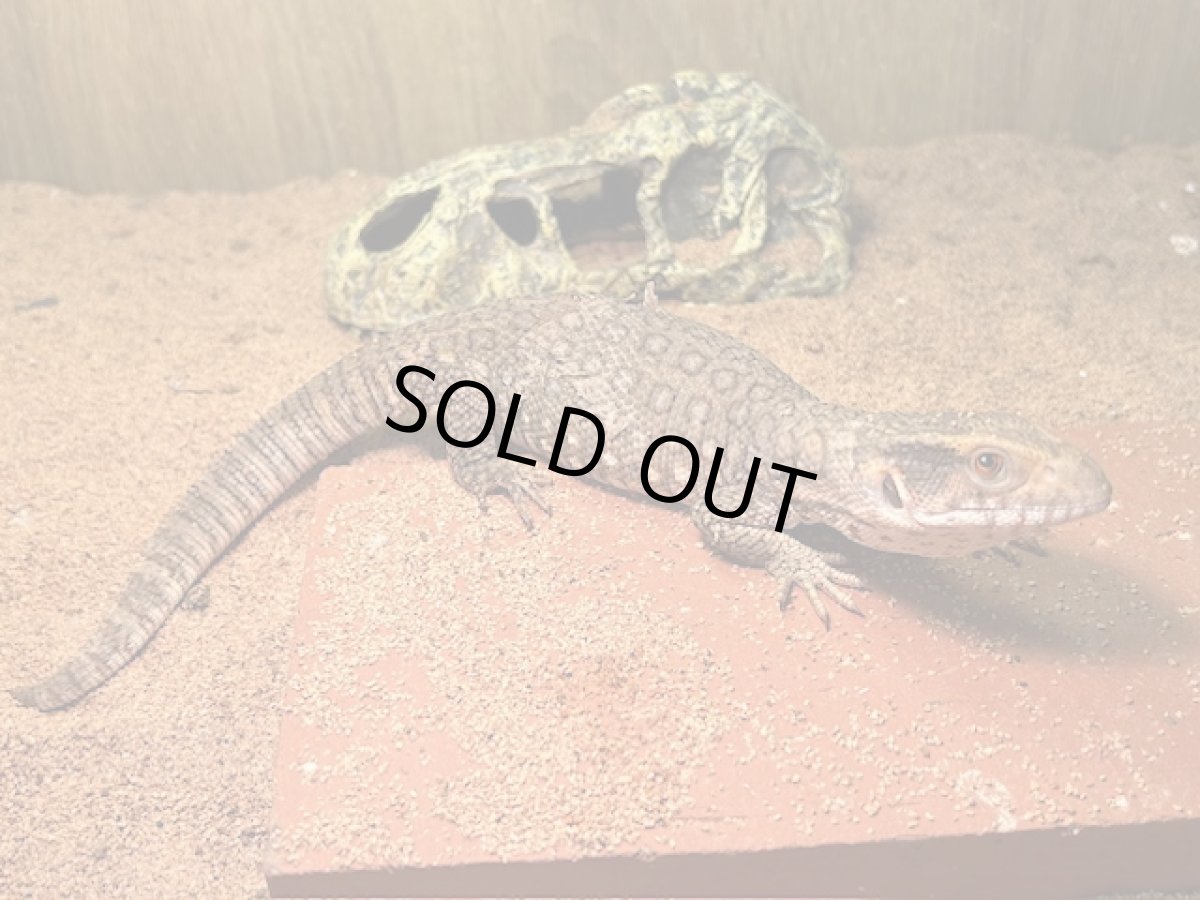 画像3: サバンナモニター  トーゴWC (3)