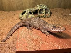 画像3: サバンナモニター  トーゴWC (3)