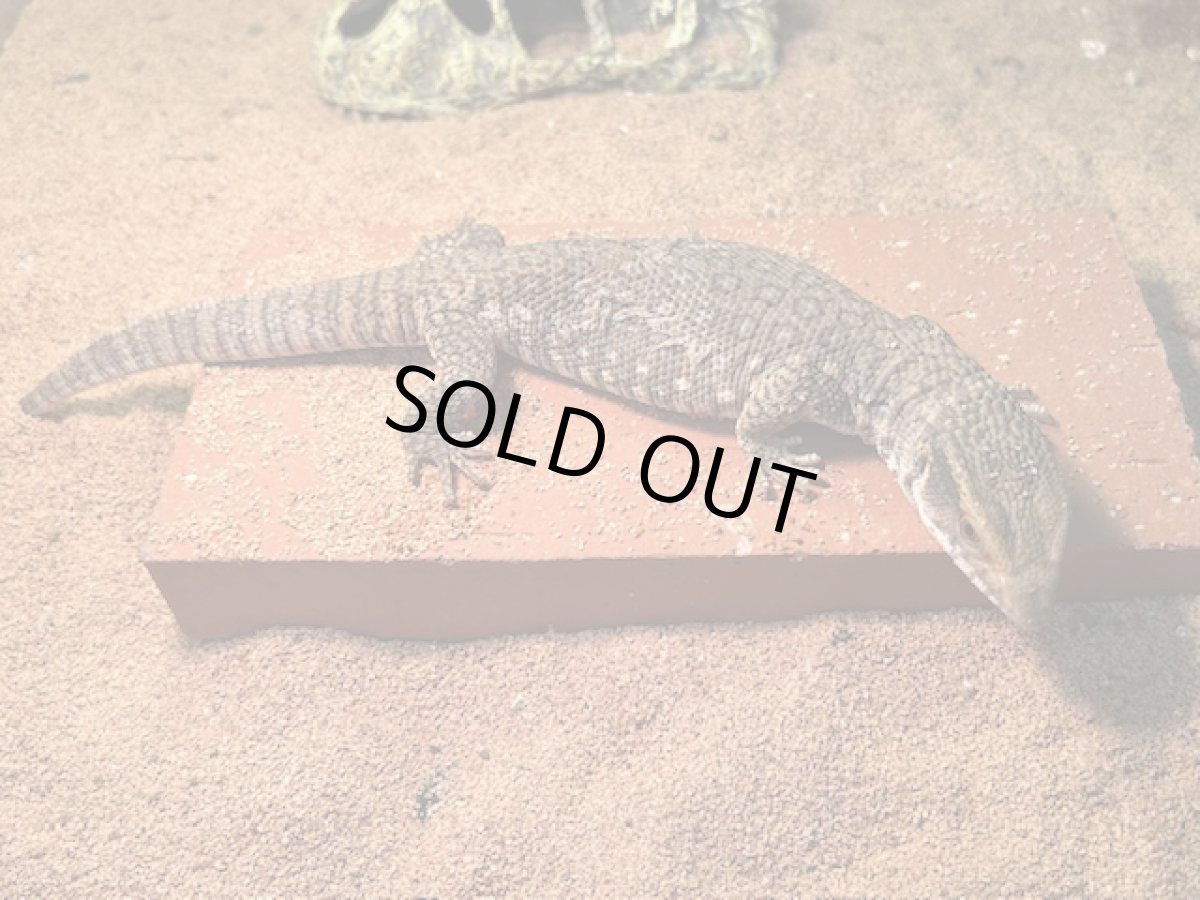 画像2: サバンナモニター  トーゴWC (2)