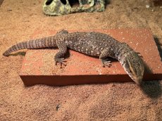 画像2: サバンナモニター  トーゴWC (2)