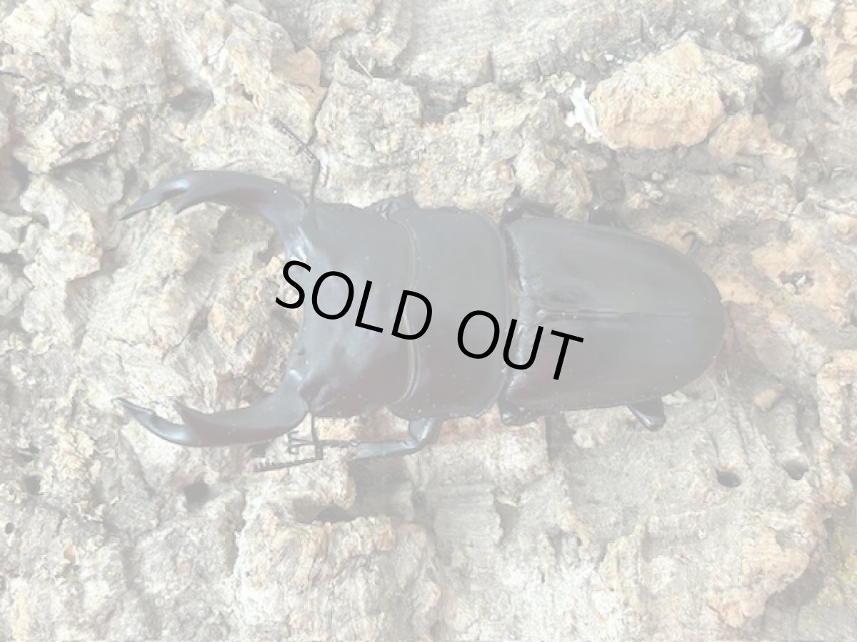 画像1: 国産オオクワガタ(YG血統)　大阪府 能勢町産　ペア（累代CB♂71mｍ 2024/7月羽化 ♀49mm 2024/7月羽化 ） (1)