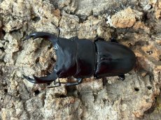 画像1: 国産オオクワガタ(YG血統)　大阪府 能勢町産　ペア（累代CB♂71mｍ 2024/7月羽化 ♀49mm 2024/7月羽化 ） (1)