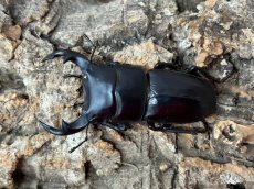 画像1: 国産オオクワガタ(YG血統)　大阪府 能勢町産　ペア（累代CB♂58mｍ 2024/8月羽化 ♀43mm 2024/6月羽化 ） (1)