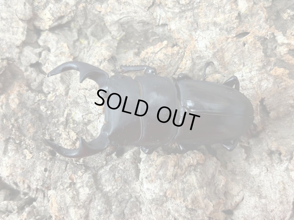 画像1: 国産オオクワガタ(YG血統)　大阪府 能勢町産　ペア（累代CB♂60mｍ 2024/5月羽化 ♀43mm 2024/8月羽化 ） (1)