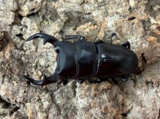 画像1: 国産オオクワガタ(YG血統)　大阪府 能勢町産　ペア（累代CB♂60mｍ 2024/5月羽化 ♀43mm 2024/8月羽化 ） (1)