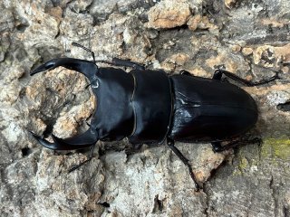 クワガタムシ - ペットショップCOLORS