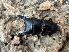 画像1: 国産オオクワガタ(YG血統)　大阪府 能勢町産　ペア（累代CB♂59mｍ 2024/6月羽化 ♀43mm 2024/6月羽化 ） (1)