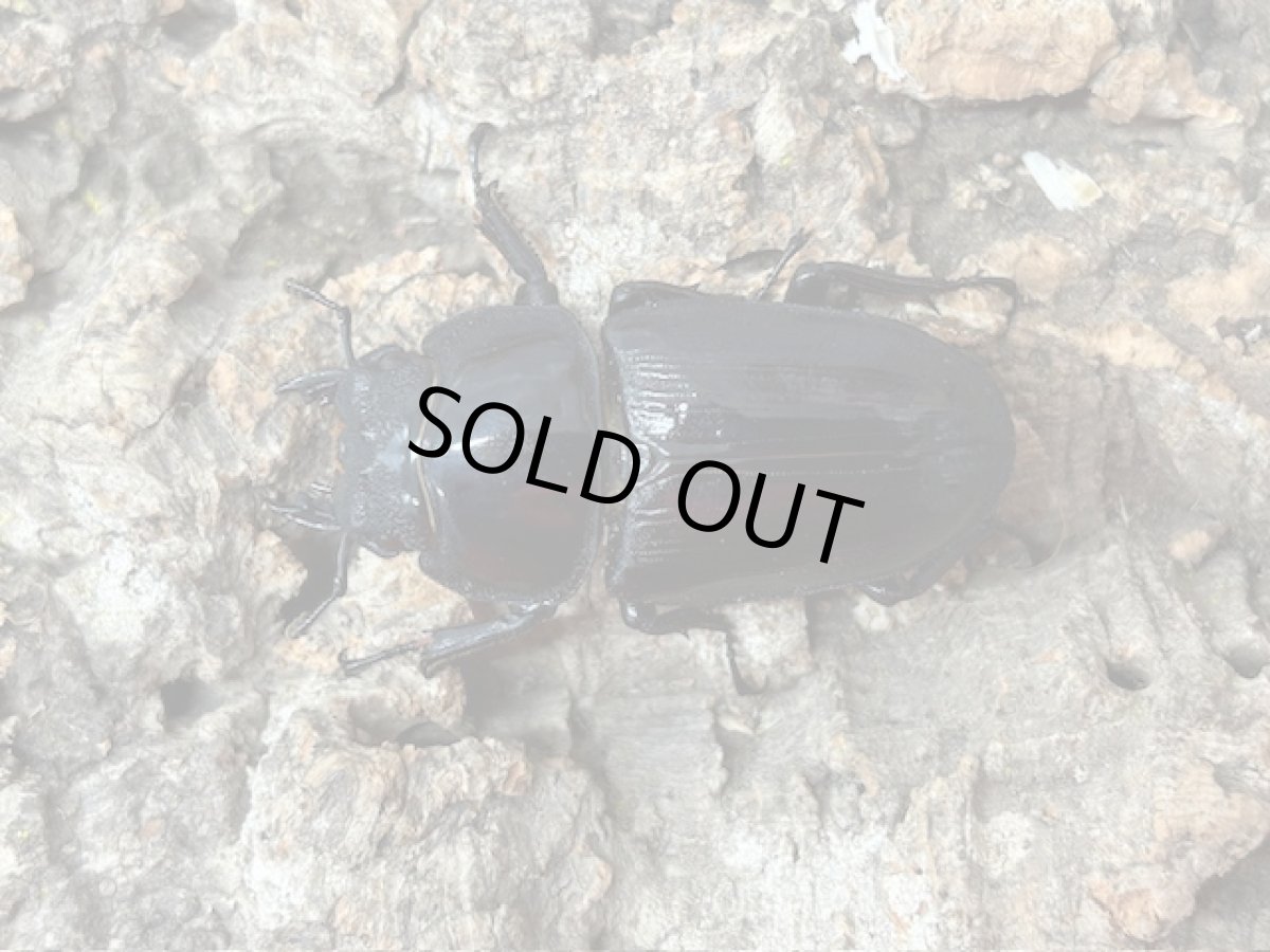 画像2: 国産オオクワガタ(YG血統)　大阪府 能勢町産　ペア（累代CB♂71mｍ 2024/7月羽化 ♀49mm 2024/7月羽化 ） (2)