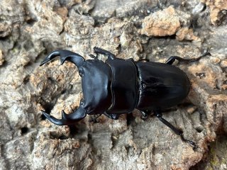 クワガタムシ - ペットショップCOLORS