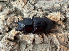 画像2: 国産オオクワガタ(YG血統)　大阪府 能勢町産　ペア（累代CB♂62mｍ 2024/7月羽化 ♀48mm 2024/8月羽化 ） (2)