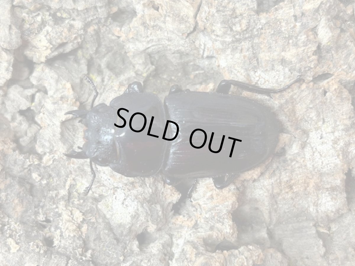 画像2: 国産オオクワガタ(YG血統)　大阪府 能勢町産　ペア（累代CB♂60mｍ 2024/5月羽化 ♀43mm 2024/8月羽化 ） (2)