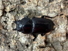 画像2: 国産オオクワガタ(YG血統)　大阪府 能勢町産　ペア（累代CB♂60mｍ 2024/5月羽化 ♀43mm 2024/8月羽化 ） (2)