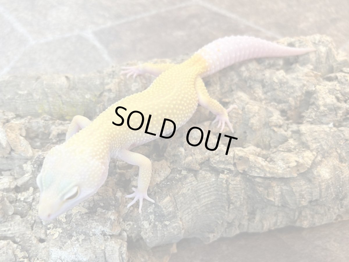 画像2: ヒョウモントカゲモドキ（エンバー）　EUCB (2)