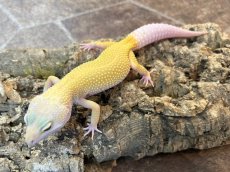 画像2: ヒョウモントカゲモドキ（エンバー）　EUCB (2)