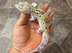画像5: ヒョウモントカゲモドキ（スノーエクリプスジャイアント）　国内CB (5)