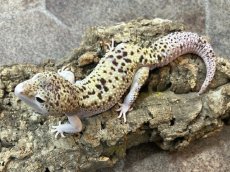 画像2: ヒョウモントカゲモドキ（スノーエクリプスジャイアント）　国内CB (2)