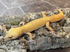 画像2: ヒョウモントカゲモドキ（トレンパーアルビノ）　韓国CB (2)